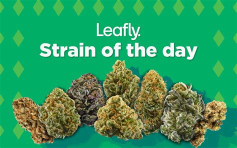 Leafly cannabis strains